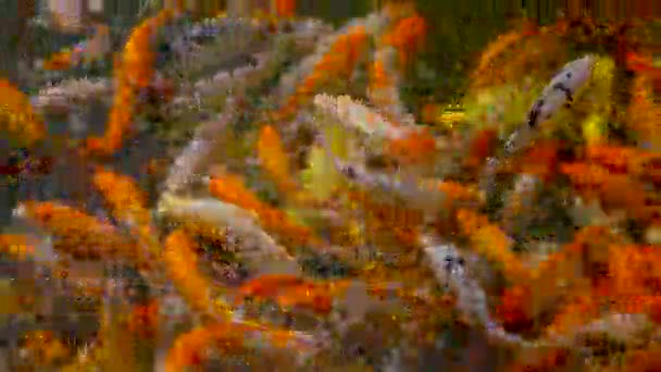 锦鲤在池塘里游泳 — 图库视频影像
