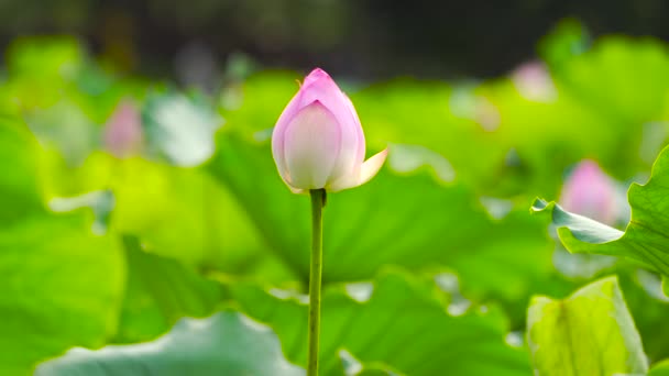 Zartrosa Lotusblüten Teich China — Stockvideo