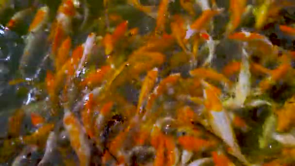Grupo Peixes Koi Nadando Torno Lagoa China — Vídeo de Stock