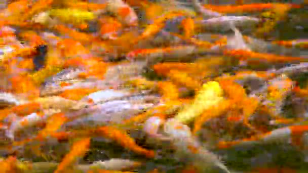 锦鲤在池塘里游泳 — 图库视频影像