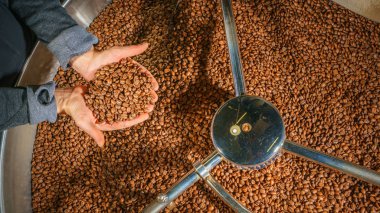 Kavrulmuş kahve çekirdekleri Holding erkek eller