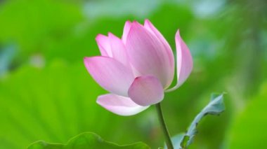 Ayrıntı görünümü parlak yeşil yaprakları ve yumuşak pembe lotus
