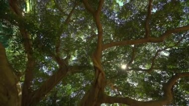 Ağaç ve orman orman, Çin şubeleri yapraklara ışık parlar