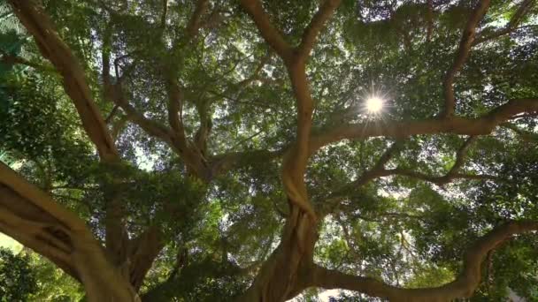 Luce Dei Raggi Del Sole Splende Attraverso Alberi Rami Della — Video Stock