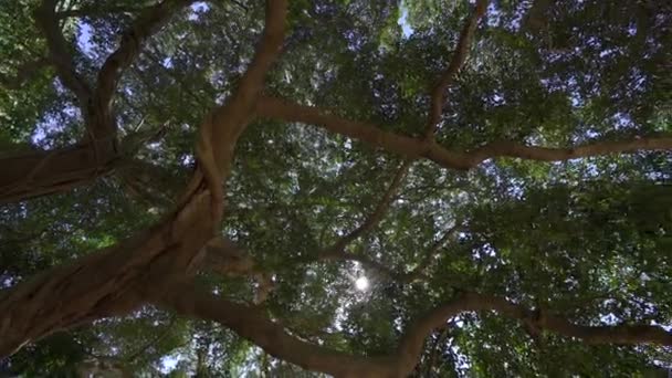 Luce Dei Raggi Del Sole Splende Attraverso Alberi Rami Della — Video Stock