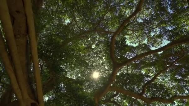 Luz Dos Raios Solares Brilha Através Árvore Ramos Floresta Selva — Vídeo de Stock
