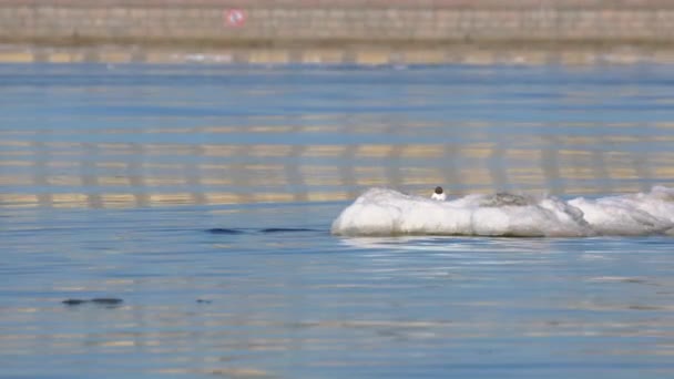 Nära Utsikt Över Veckade River Water Med Reflektion — Stockvideo