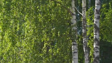 Güneş arka planındaki huş ağaçları 4k