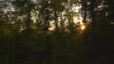 4K 'daki kırsal orman yolunun manzarası.