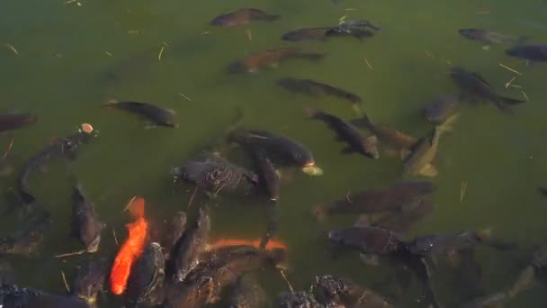 Alimentación de peces koi en 4k — Vídeo de stock