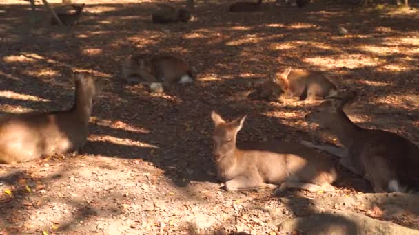 Ciervo Nara acostado en el parque Nara en Japón en 4k — Vídeo de stock