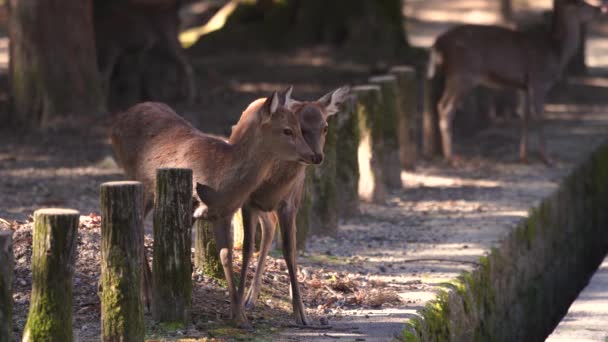 Japonya 'daki Nara parkında Nara geyiği — Stok video