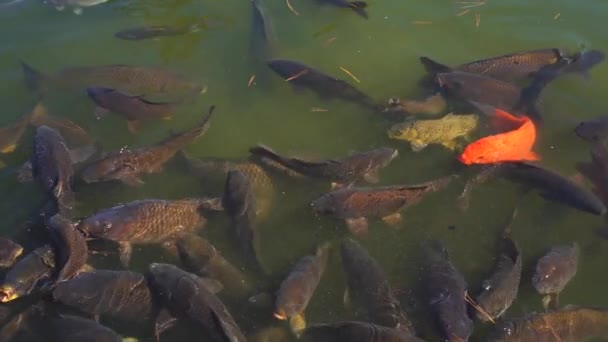 Рыба кои в замедленной съемке — стоковое видео