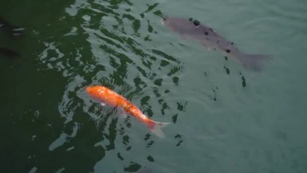 Peixe carpa Koi nadando na lagoa câmera lenta — Vídeo de Stock