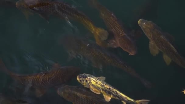 Poisson carpe koï nageant dans l'étang au ralenti — Video