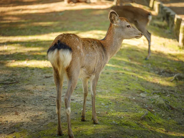 Nara cervo del parco di Nara in Giappone — Foto Stock