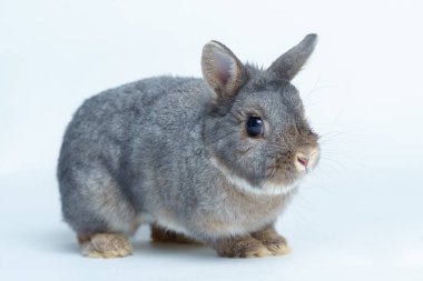 Beyaz arka planda izole edilmiş Paskalya tavşanı.