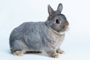 Beyaz arka planda izole edilmiş Paskalya tavşanı.