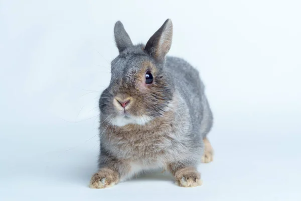 Osterhase isoliert auf weißem Hintergrund — Stockfoto