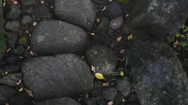 Walking the mossy stone pathway and stairs in 4k — Stock Video