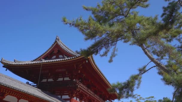 Todaiji templom egy nagy Buddha szobor Nara, Japán 4k — Stock videók