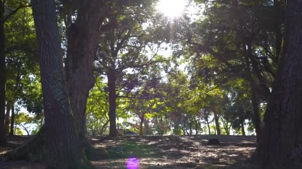 Nara оленей парк с солнцем через деревья в Японии в 4k — стоковое видео