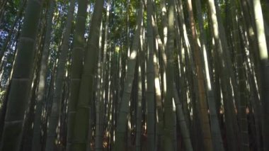 Bambu koruluğu, Arashiyama 'da bambu ormanı, Kyoto, Japonya' da 4k.