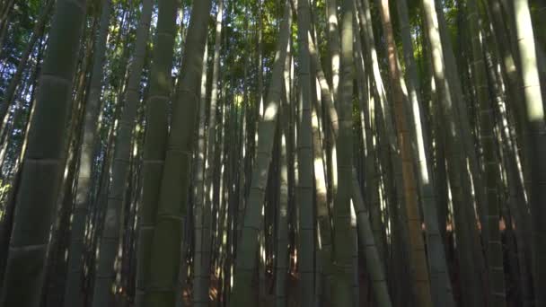 Бамбуковая роща в Арашияме в Киото, Япония, в 4K — стоковое видео