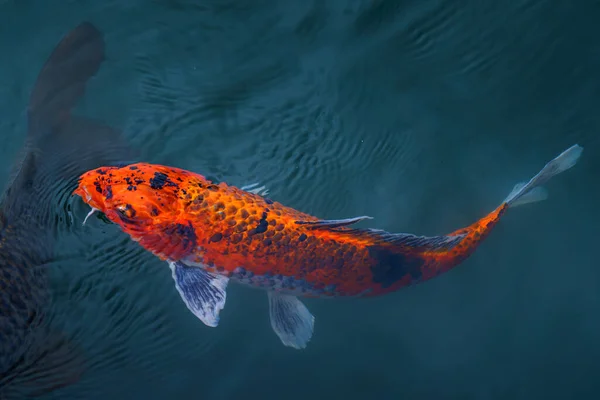 Koi Carp swimming in the clear pond in Japan