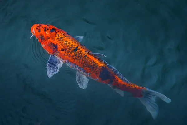 Koi Carp swimming in the clear pond in Japan