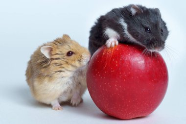 İki Hamster ve elma beyaz arka planda izole edilmiş.