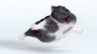Uçan Hamster beyaz arka planda izole edildi