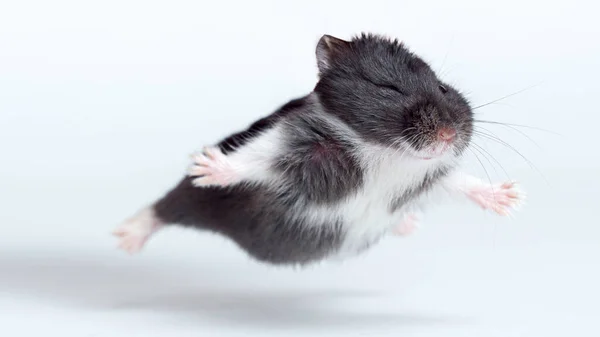 Fliegender Hamster Isoliert Auf Weißem Hintergrund Stockbild