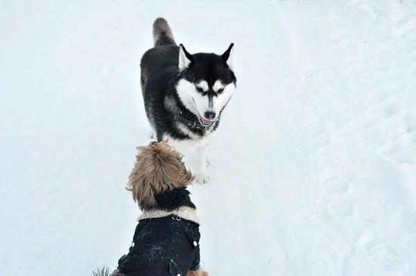 Hunde Die Schnee Spielen Toben Huskys Und Terrier Lustige Aktive — Stockfoto