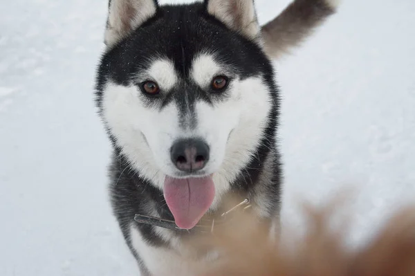 muzzle close - up of young husky, dog with tongue sticking out