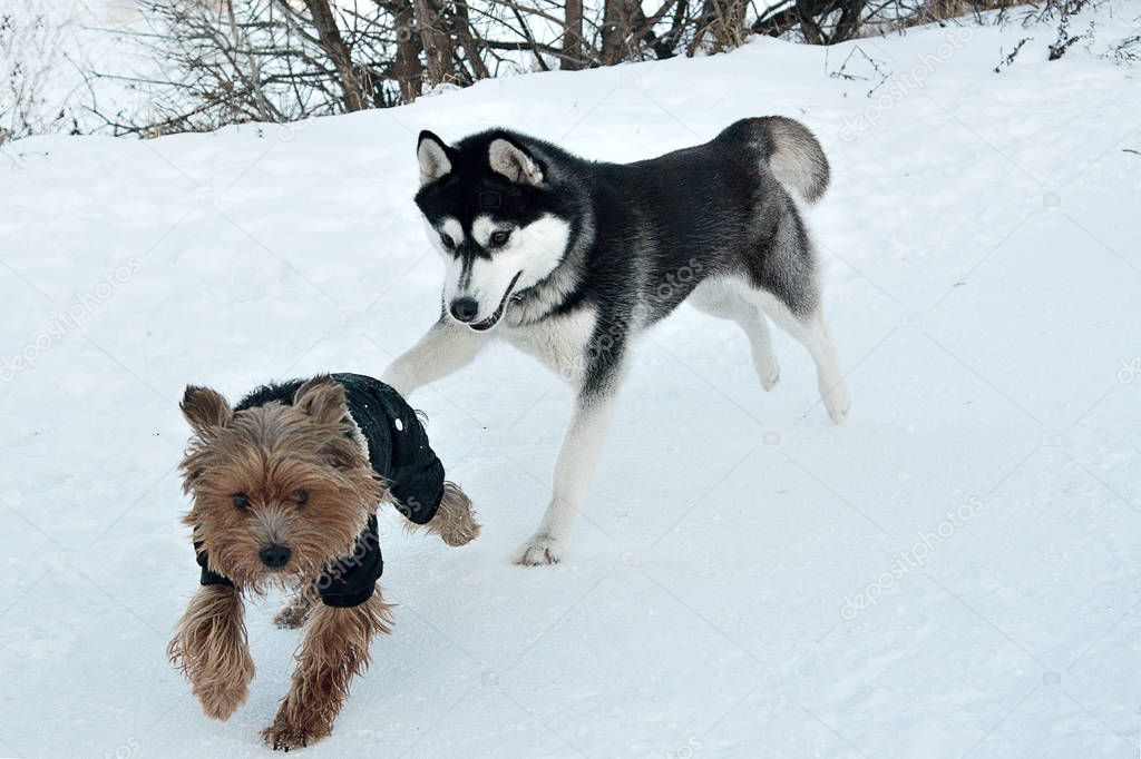 dogs playing in the snow, frolicking huskies and Terriers, funny active dogs