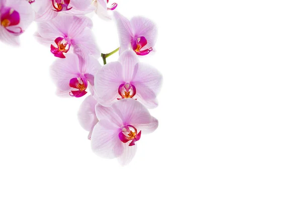 Ramo Con Fioritura Bella Rosa Orchidea Fiore Primo Piano Isolato Immagini Stock Royalty Free