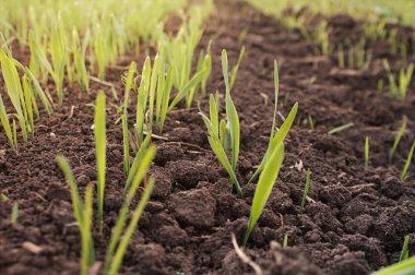 Tarlada yeni filizlendi, güneş ışığında yeşil filizler filizlendi.