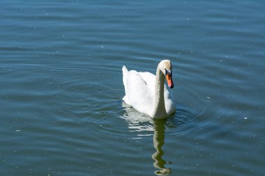 Gölette beyaz kuğu, yansıma