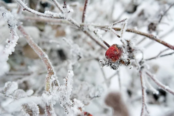 Snow Covered Frozen Berries Snowflakes Berries — 스톡 사진