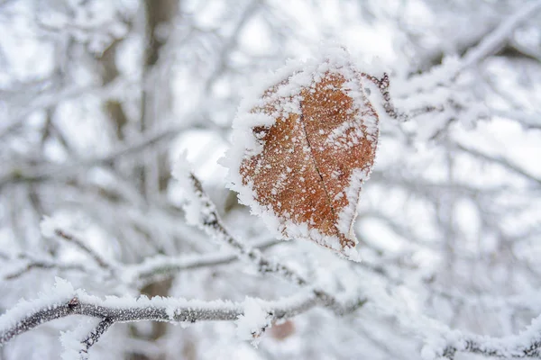Mrożone Pokrywy Lodowe Zimą Płatki Śniegu Liściach — Zdjęcie stockowe