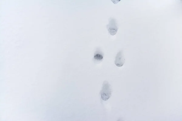 Следы Животных Снегу — стоковое фото