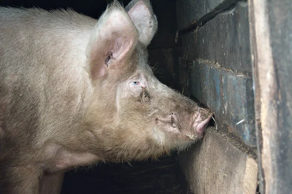 Boar Big Pig Close Farming Concept — Stock Photo, Image