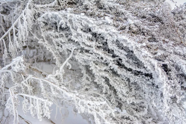 Die Gefrorenen Eisdecken Winter Die Schneeflocken Auf Den Blättern — Stockfoto