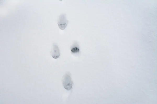 Следы Животных Снегу — стоковое фото