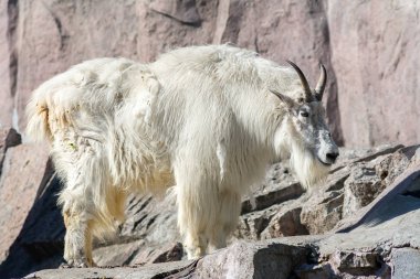 Dağ keçisi, uzun beyaz saçlı, kayalıklarda