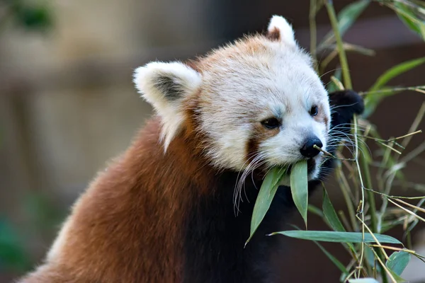 Panda Rosso Orso Gatto Close Mangiare Foglie Bambù — Foto Stock