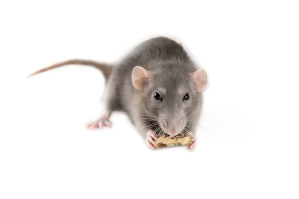 Home Hand Rat Isolated White Background Rat Food Paws Mockup — Stock Photo, Image