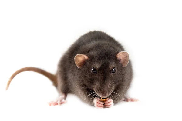 Home Hand Rat Isolated White Background Rat Food Paws Mockup — Stock Photo, Image