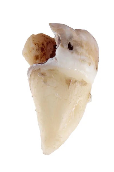 Wyciągnięty Ząb Próchnicy Izolowany Białym Tle Makro Zbliżenie — Zdjęcie stockowe